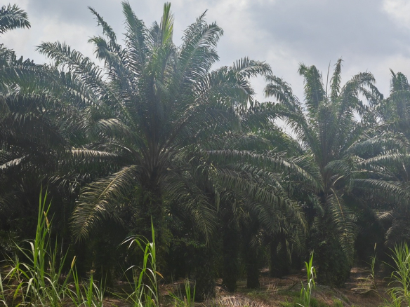 Gravel access road leading into a 100-acre agricultural land property surrounded by lush greenery in Pontian