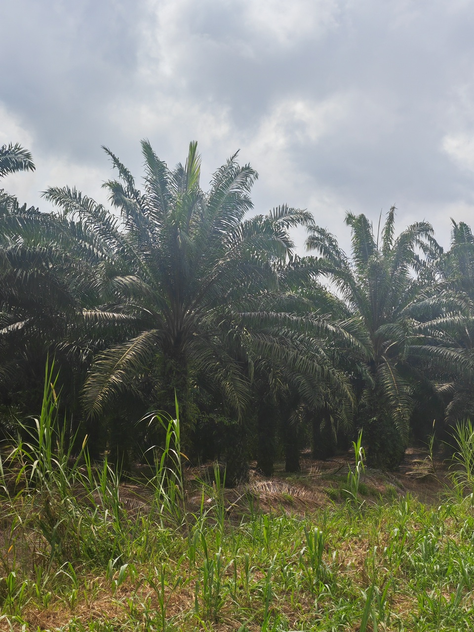 Gravel access road leading into a 100-acre agricultural land property surrounded by lush greenery in Pontian